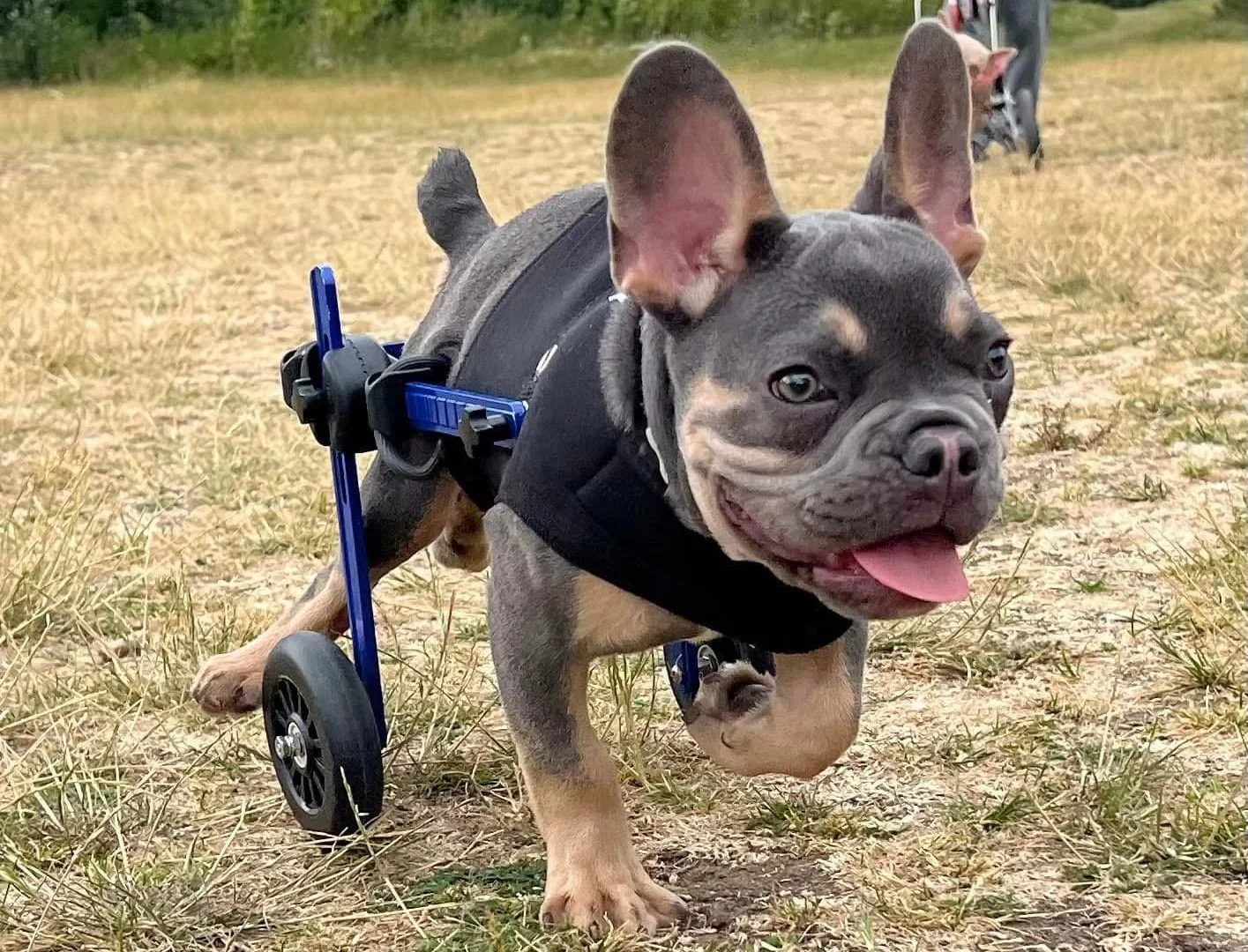 NEEDS TO RUN MARCH 2 - Wheelchair dogs - feature