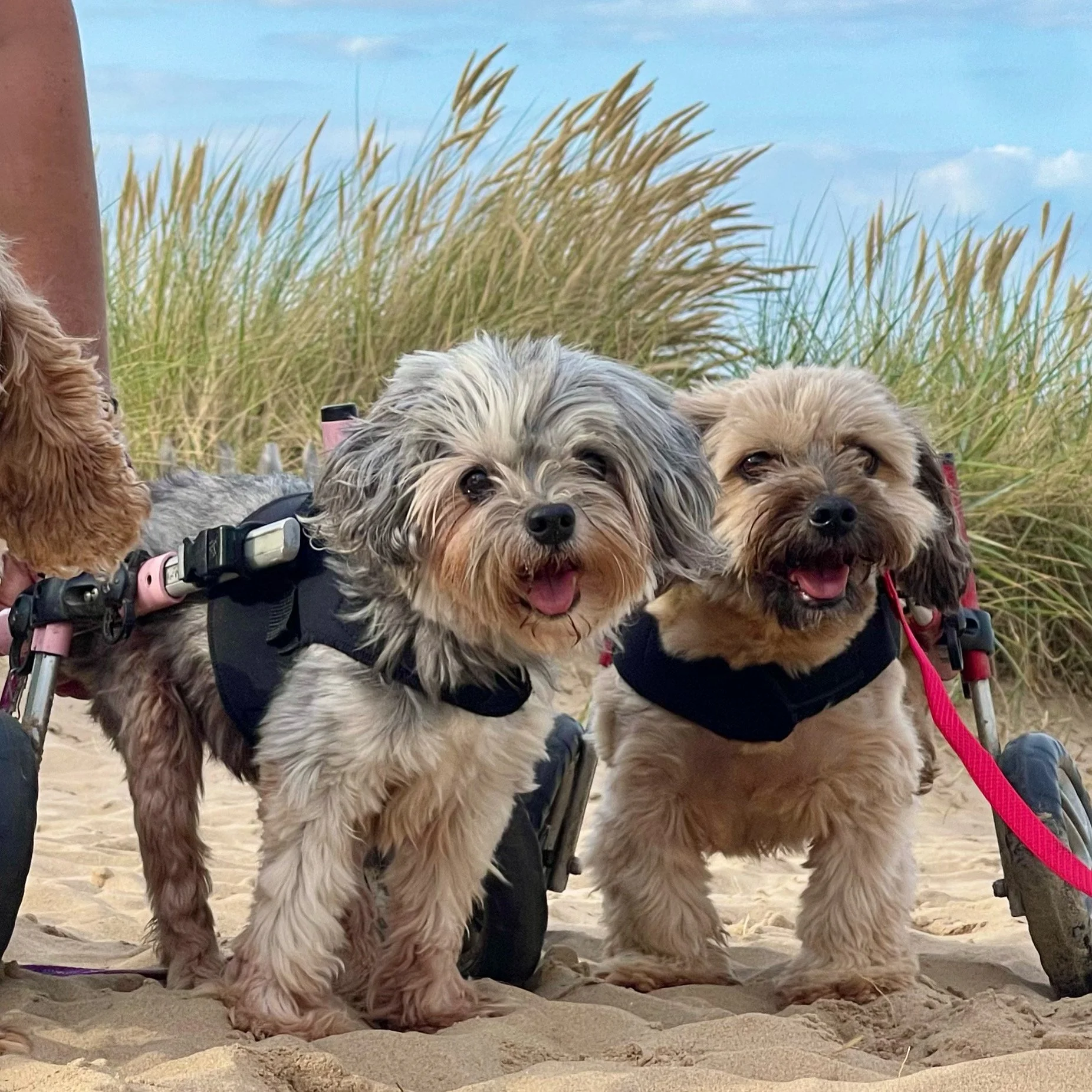 NEEDS TO RUN MARCH 2 - Wheelchair dogs - feature