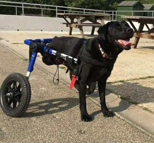 NEEDS TO RUN MARCH 2 - Wheelchair dogs - feature