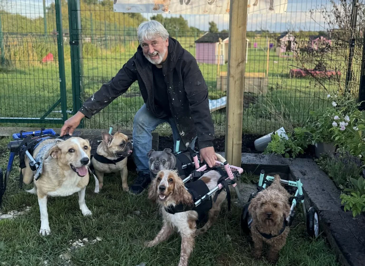 NEEDS TO RUN MARCH 2 - Wheelchair dogs - feature